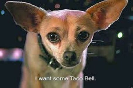 Taco Bell chihuahua