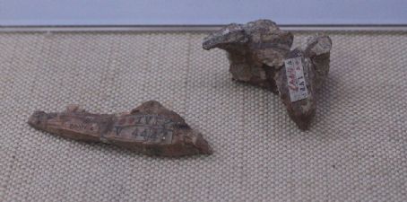 Wannanosaurus