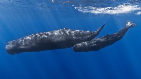 Sperm whale