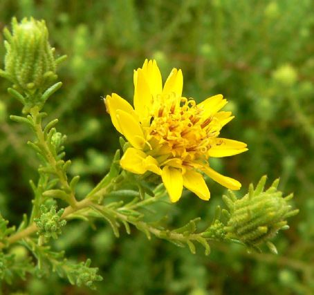 Deinandra minthornii