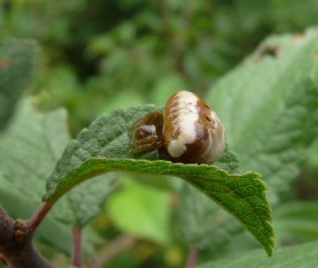 Cyrtarachne ixoides
