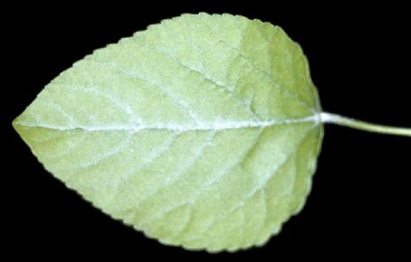 Populus heterophylla