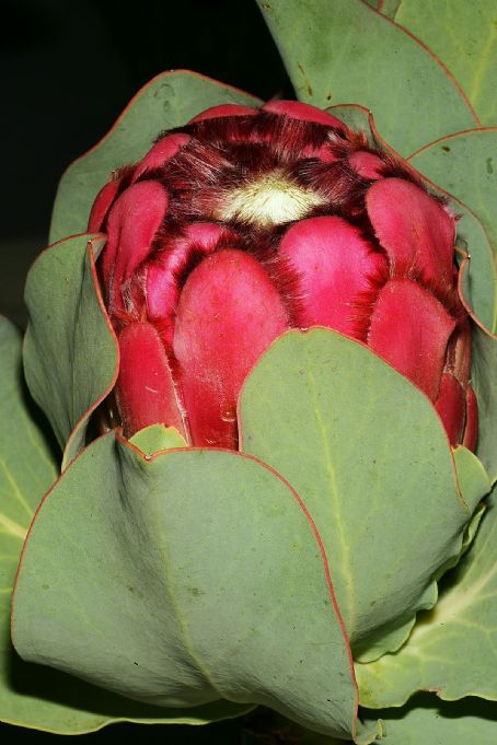 Protea grandiceps