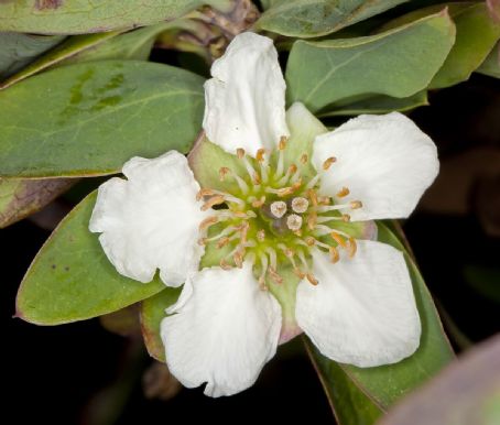 Crossosoma californicum
