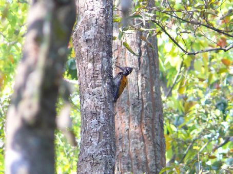 Buff-spotted flameback