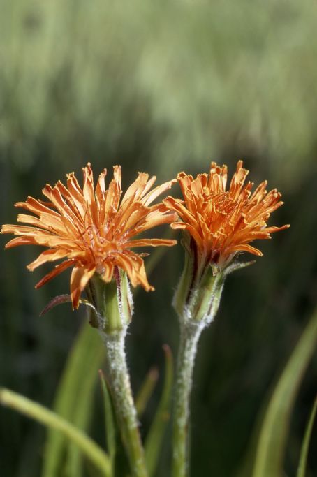 Agoseris aurantiaca