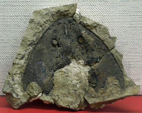 Nochelaspis