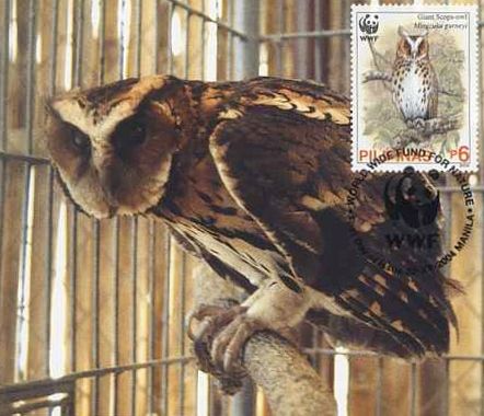Giant scops owl