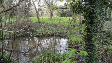 Wandle Valley Wetland