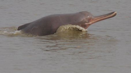 South Asian river dolphin