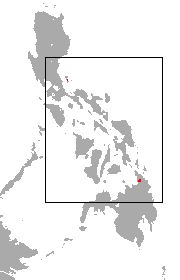 Large Mindanao roundleaf bat