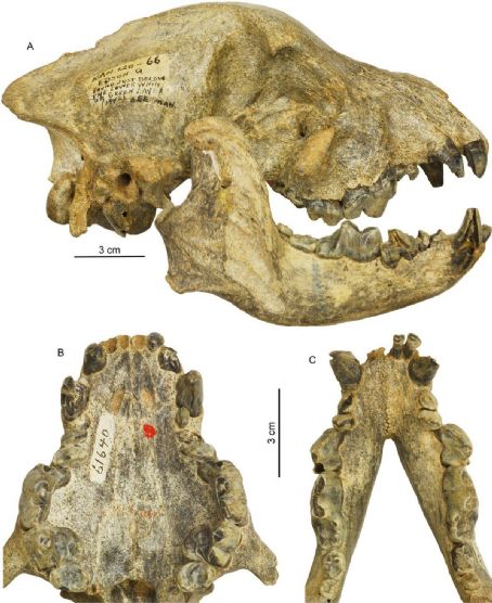 Borophagus secundus