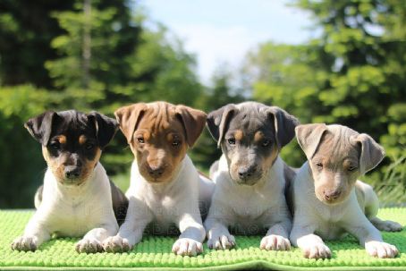 Brazilian Terrier
