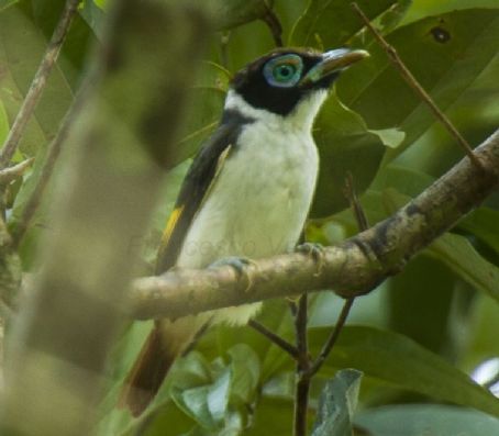 Wattled broadbill