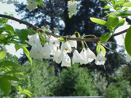 Halesia carolina