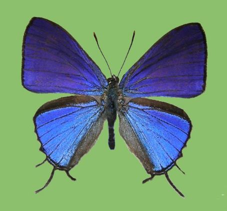 Catapaecilma nakamotoi