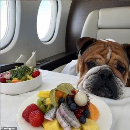 Lewis Hamilton sparks backlash as he boasts about his dog's planet-saving vegan diet - while sitting on a private jet