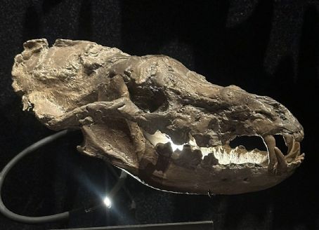 Metatomarctus