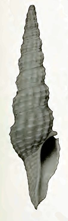 List of Gastropods described in 1934 - FamousFix List