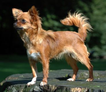 Chihuahua (dog)