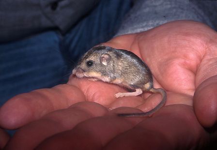 Pacific pocket mouse
