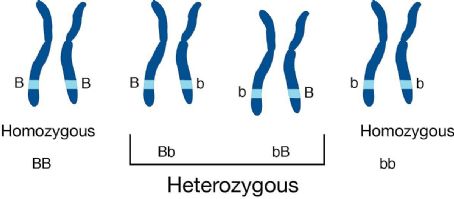Zygosity