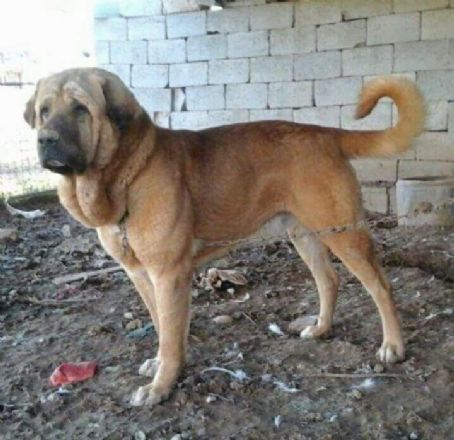 Pshdar dog