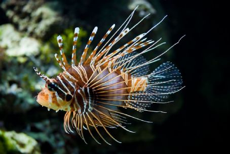 Spotfin lionfish