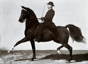 Tom Bass (horse trainer)
