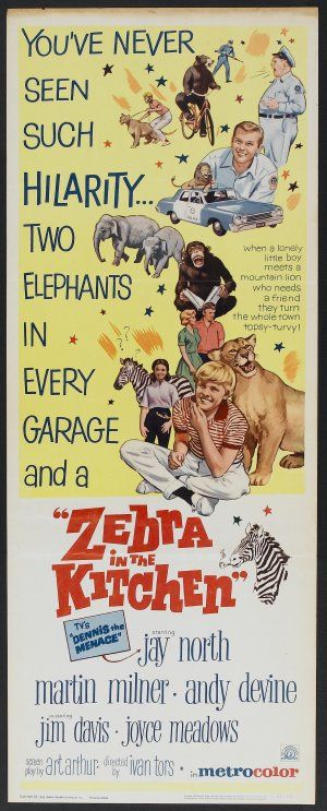 Zebra In The Kitchen Photos Zebra In The Kitchen Picture Gallery Famousfix