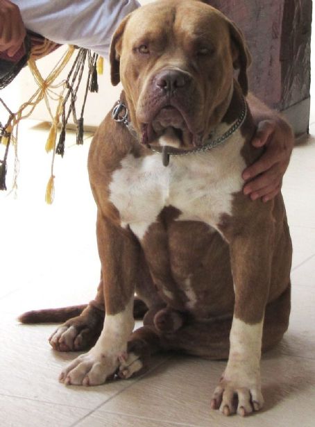 Brazilian Bullmastiff