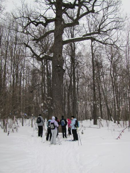 Pugachev's Oak