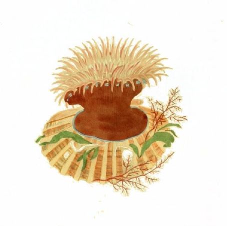 Granny (sea anemone)