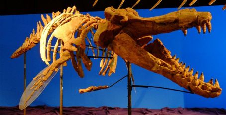 List Of Miocene Mammals Of Asia - Famousfix List