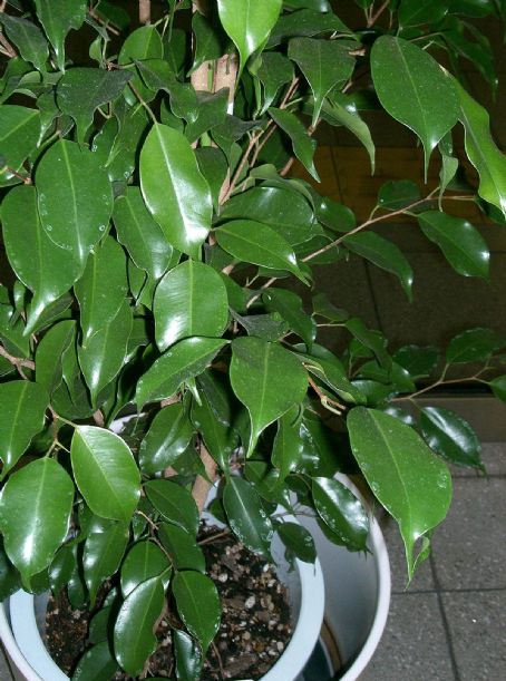 Ficus benjamina
