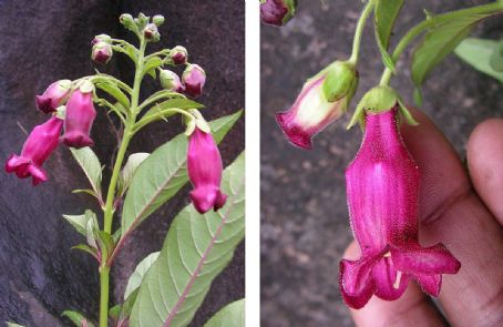 Barthlottia