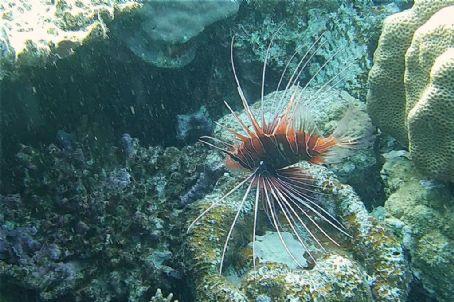 Pterois cincta