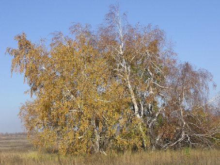 Thicket