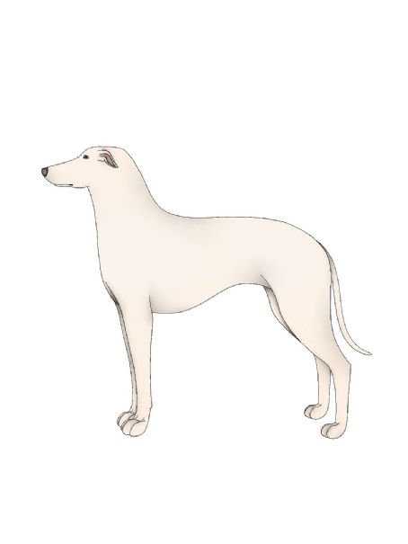 Kaikadi dog
