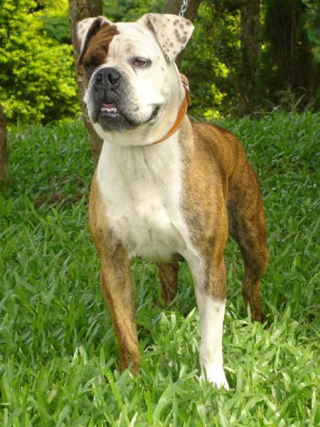 Serrano Bulldog