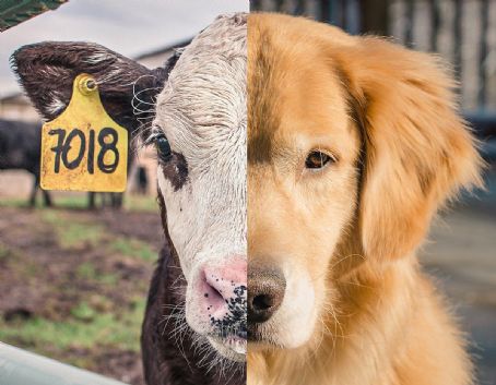 Speciesism