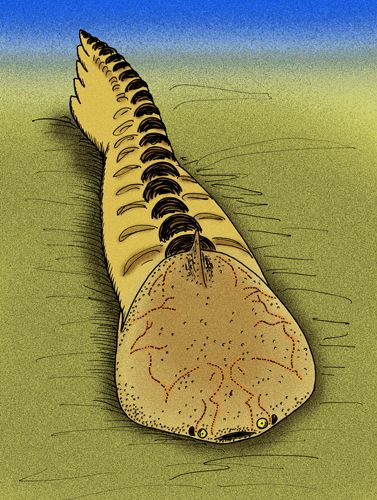 Amphiaspididae