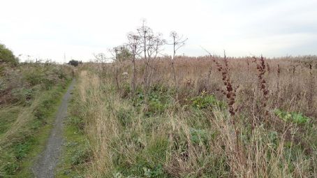 Rainham Marshes Nature Reserve