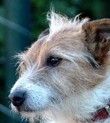 Chalky (dog)