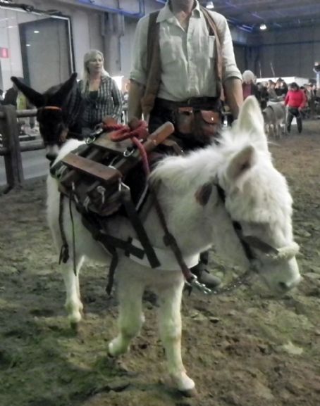 Ragusano donkey