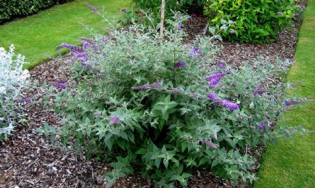 Buddleja Lo & Behold 'Blue Chip'