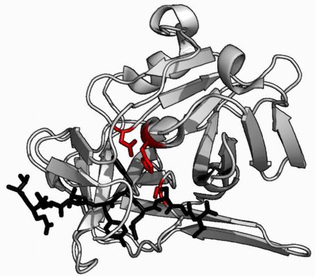 Protease