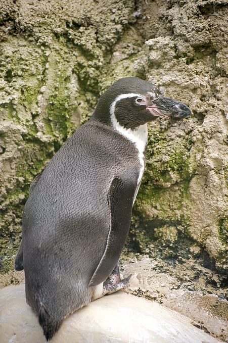 Humboldt penguin