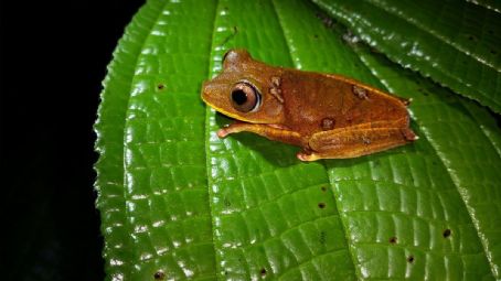 Endemic amphibians of Brazil list