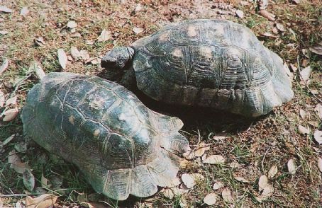 Marginated tortoise